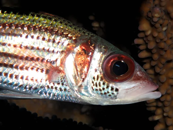 Scorfano Del Sangue Neoniphon Sammara Prendendo Mar Rosso Egitto — Foto Stock