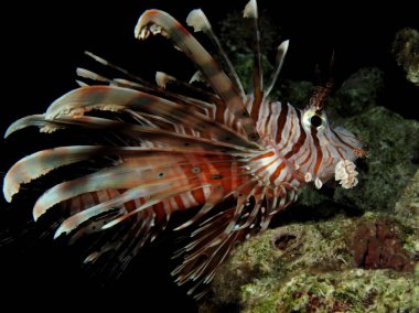 Sıradan aslan balığı (pterois mil). Kızıl Deniz 'i, Mısır' ı.