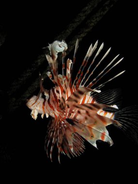 Sıradan aslan balığı (pterois mil). Kızıl Deniz 'i, Mısır' ı.