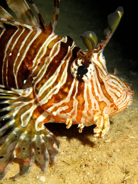 Peixe Leão Comum Milhas Pterois Tomando Mar Vermelho Egito — Fotografia de Stock