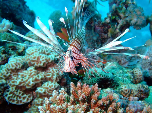 Common Lionfish Pterois Miles Taking Red Sea Egypt — Stock Photo, Image