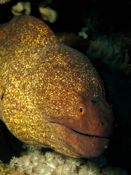 Żółty Margines Gymnothorax Flavimarginatus — Zdjęcie stockowe