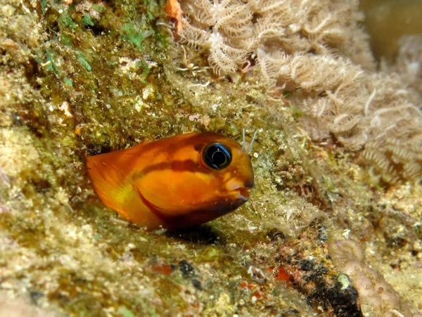 Midas Blenny Ecsenius Midas — 스톡 사진