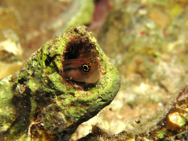 Morze Czerwone Ślizgowatych Blenny Ecsenius Dentex — Zdjęcie stockowe