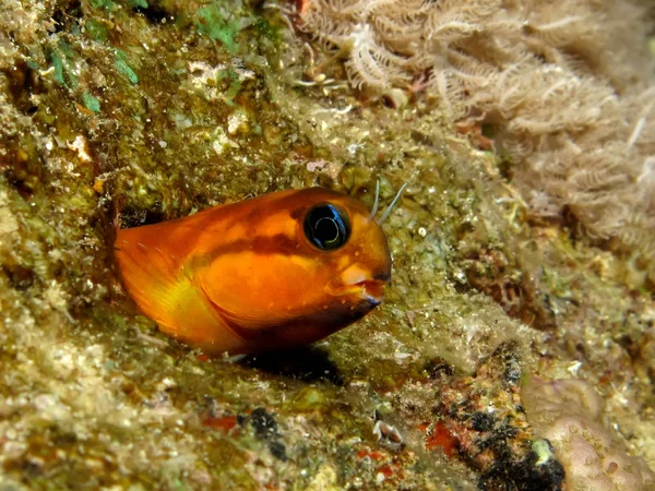 Midas Blenny Ecsenius Midas Taken Red Sea Egypt — Stock Photo, Image