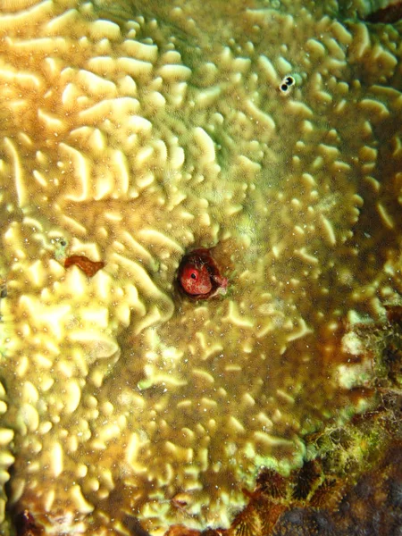 弗朗尼 Mimoblennius Cirrosus 在埃及红海拍摄 — 图库照片