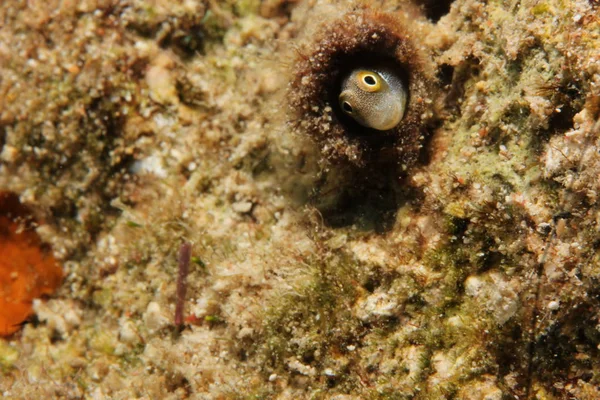 Bluebelly Blenny Alloblennius Pictus Снято Красном Море Египет — стоковое фото