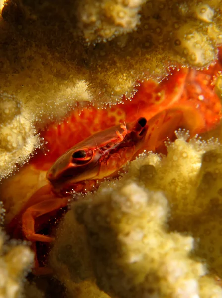 Красный Коралловый Краб Trapezia Cymodoce — стоковое фото