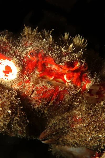 Krab Koralowy Abbott Hypocolps Abboti Przyjmujący Morze Czerwone Egipt — Zdjęcie stockowe
