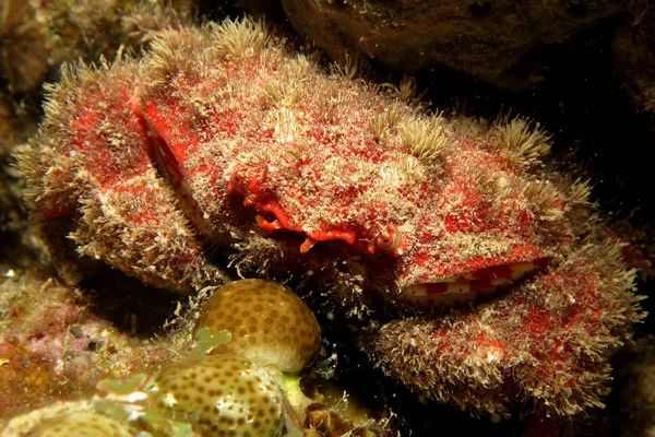 Granchio Corallo Abbott Hypocolps Abboti Prendendo Mar Rosso Egitto — Foto Stock