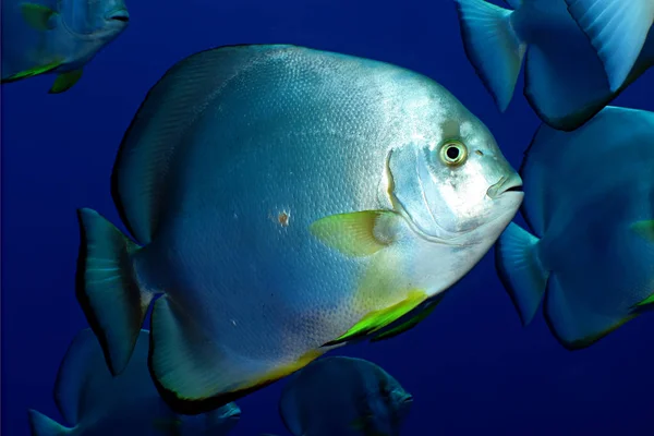 Σφαιροειδής Spadefish Platax Σφιγκτήρα Λαμβάνονται Στην Ερυθρά Θάλασσα Αίγυπτος — Φωτογραφία Αρχείου