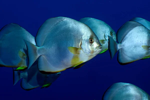 Pesce Spada Orbicolare Platax Orbicularis Preso Nel Mar Rosso Egitto — Foto Stock