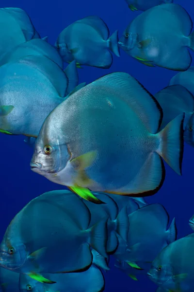 Kör Alakú Spadefish Platax Orbicularis Során Red Sea Egyiptom — Stock Fotó