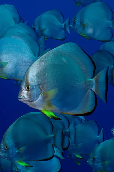 Σφαιροειδής Spadefish Platax Σφιγκτήρα Λαμβάνονται Στην Ερυθρά Θάλασσα Αίγυπτος — Φωτογραφία Αρχείου