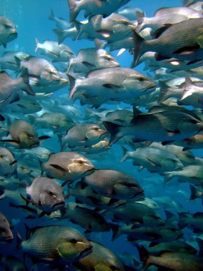 Twinspot snapper (Lutjanus bohar)