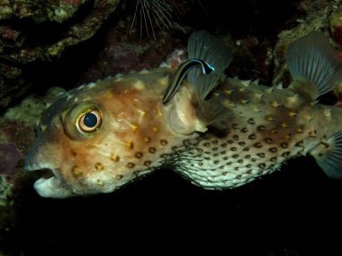 Yellow spotted burrfish. (Cyclithys spilostylus)