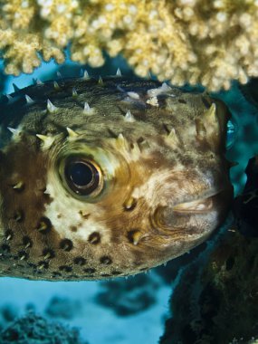 Yellow spotted burrfish. (Cyclithys spilostylus)