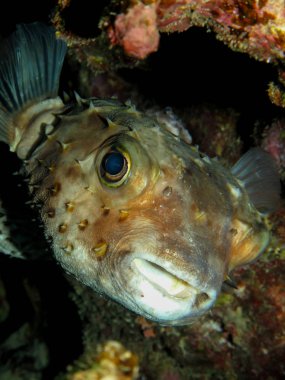 Yellow spotted burrfish. (Cyclithys spilostylus)