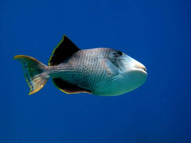 Yellowmargin Triggerfish, Pseudobalistes Flavimarginatus. Taking in Red Sea, Egypt