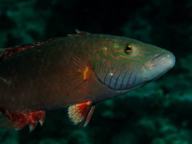 Bandcheek wrasse  (Oxycheilinus digrammus)  Taking in Red Sea, Egypt