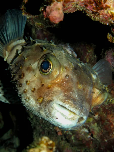 Yellow spotted burrfish. (Cyclithys spilostylus) — 图库照片