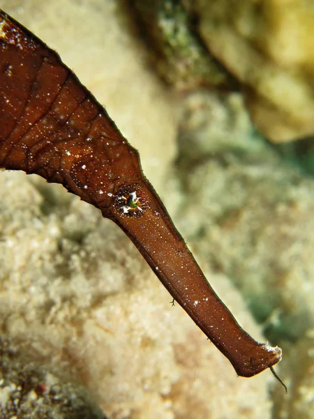 Robuster Geisterpfeifenfisch Solenostomus Cyanopterus Takin Roten Meer Ägypten — Stockfoto