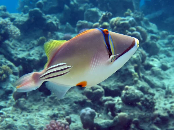 Picasso Triggerfish Rhinecanthus Assasi — Stock Photo, Image