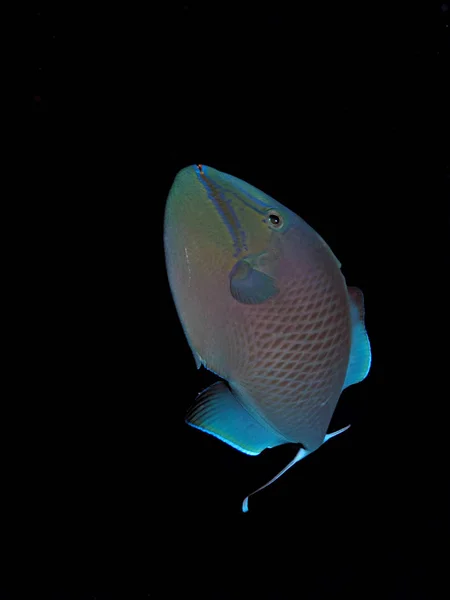 Краснозубый Триггер Odonus Niger Красном Море Египет — стоковое фото