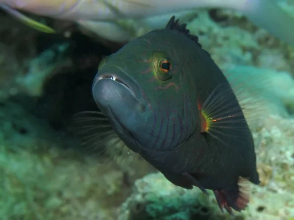 Bandcheek Wrasse Oxycheilinus Digrammus Užívání Rudém Moři Egypt — Stock fotografie