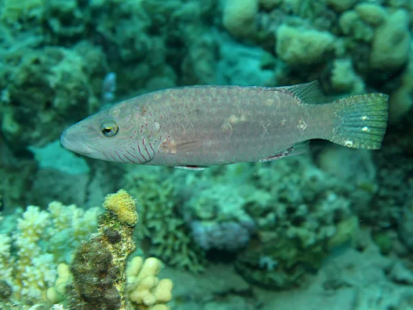 Королева Королевы Coris Formenza Красном Море Египет — стоковое фото