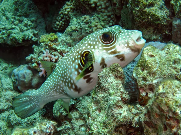 Jabón manchado blanco (Arothron hispidus ) Imágenes de stock libres de derechos