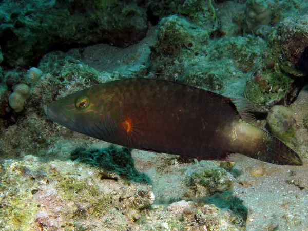 Bandwangwrasse Oxycheilinus Digrammus Inname Rode Zee Egypte Stockafbeelding