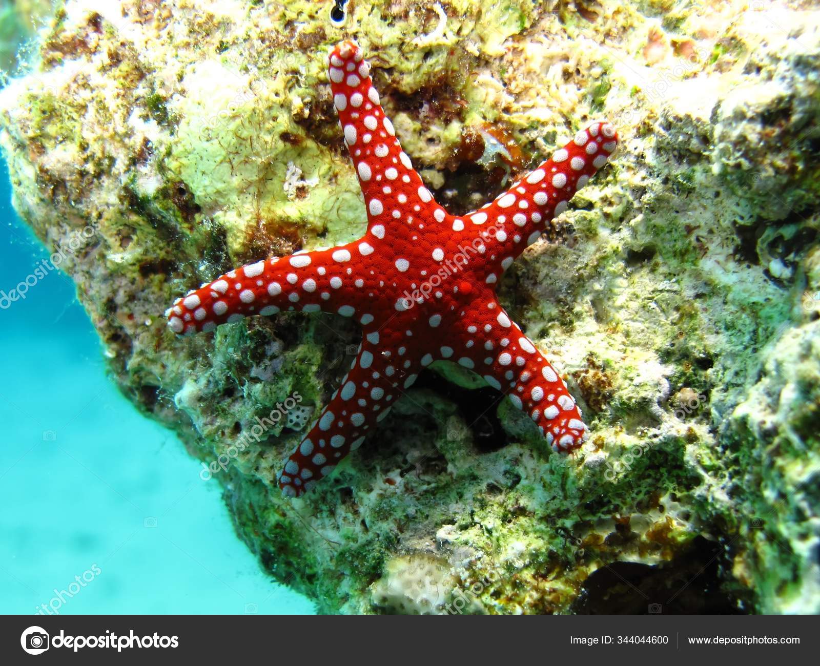 Ghardaqa Sea Star Fromia Ghardaqana Taking Red Sea Egypt — Stock Photo