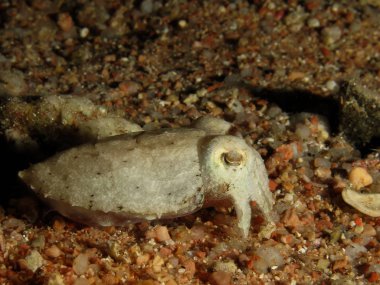 Kapüşonlu mürekkep balığı (Sepia prashadi). Kızıl Deniz 'i, Mısır' ı.