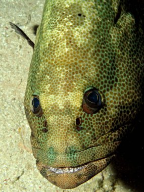Marble Grouper (Epinephelus microdon). Kızıl Deniz 'i, Mısır' ı.