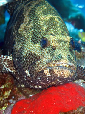 Marble Grouper (Epinephelus microdon). Kızıl Deniz 'i, Mısır' ı.