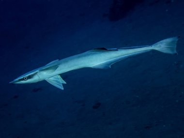 Remora, Sharksucker (Echeneis naucrates)