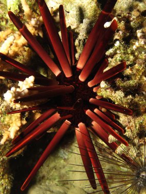 Slate kalem kestanesi (Heterocentrotus mammillatus) Kızıl Deniz, Mısır 'a giriyor.