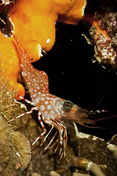 Durban Dancing Shrimp Rhynchocinetes Durbanensis — Stock Photo, Image