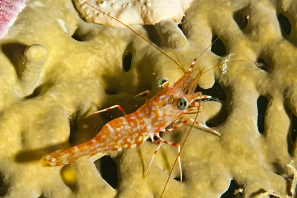 Durban Dancing Shrimp (Rhynchocinetes durbanensis) — Stock fotografie