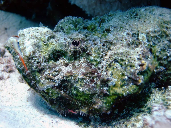 Devil Scorpion Fish Scorpaenopsis Diabola — Stock Photo, Image