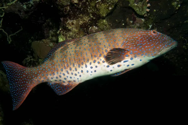 Coral Grouper Plectropomus Pessuliferus Taking Red Sea Egypt — Stock Photo, Image