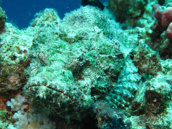 Devil Scorpion Fish Scorpaenopsis Diabola — Stock Photo, Image