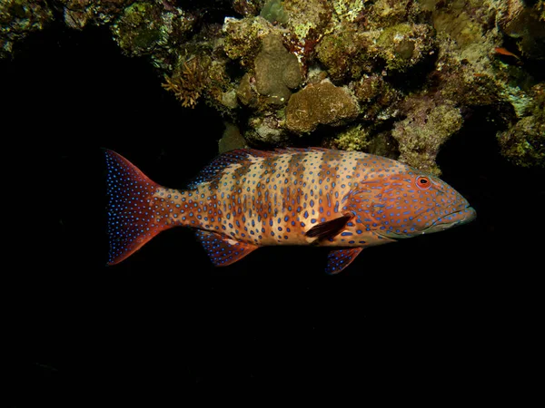 Coral Grouper Rctrochus Pessuliferus Принимая Красном Море Египет — стоковое фото