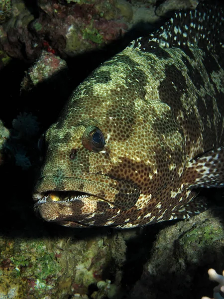 Marble Grouper Epinephelus Microdon Přijímání Rudém Moři Egypt — Stock fotografie