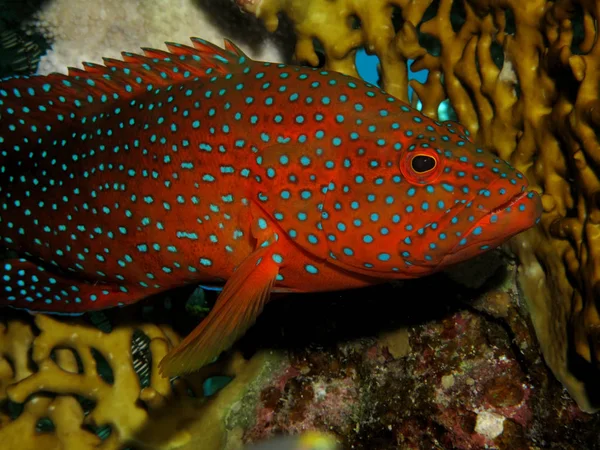 Coral Hind Grouper Cephalopholis Miniata — Stock Photo, Image