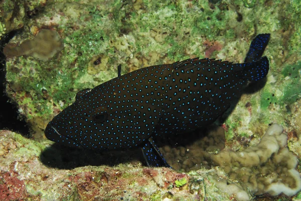 Peacock Grouper Cephalopholis Argus Ερυθρά Θάλασσα Αίγυπτος — Φωτογραφία Αρχείου