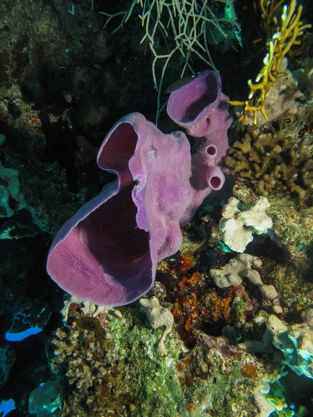 Esponja de tubo espinhoso (Callyspongia crassa) Tomando no Mar Vermelho, Egy — Fotografia de Stock