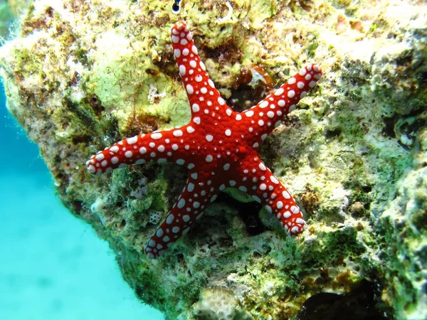 Морская Звезда Гардака Froghardaqana Красном Море Египет — стоковое фото