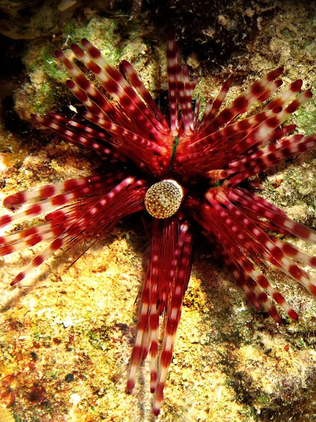 Banded Urchin Echinotrix Calamaris Biorąc Morzu Czerwonym Egipt — Zdjęcie stockowe